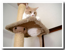 cats