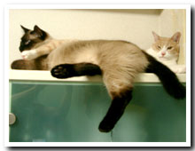 cats