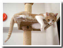 cats