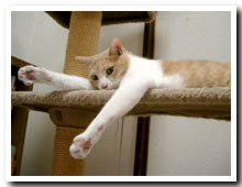 cats