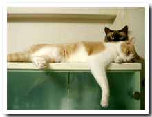 cats
