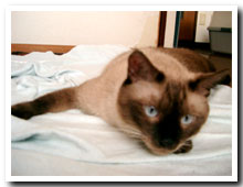 cats