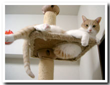 cats