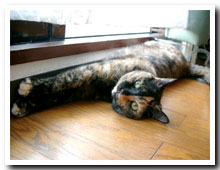 cats