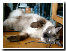 cats