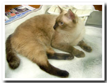 cats