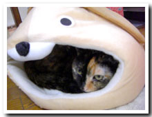 cats