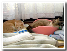cats
