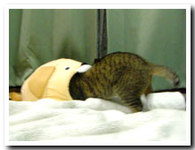 cats