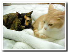 cats