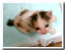 cats
