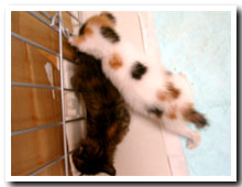 cats