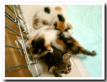 cats