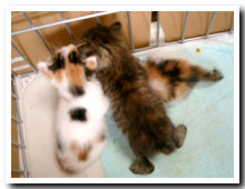 cats