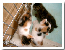 cats