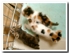 cats