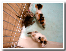 cats