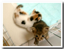 cats
