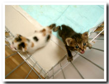 cats