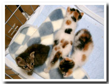 cats