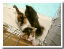 cats