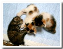 cats