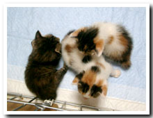 cats