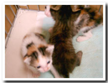 cats