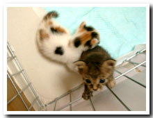 cats