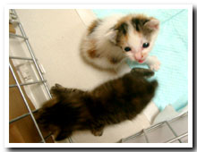 cats