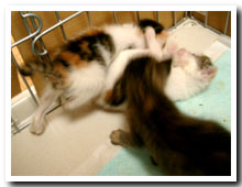 cats
