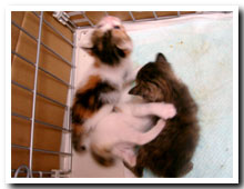 cats