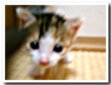 cats
