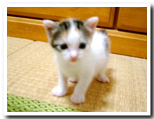 cats