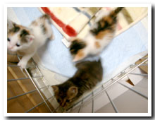 cats