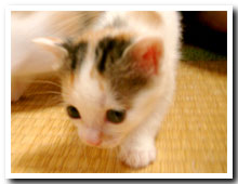 cats