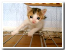 cats