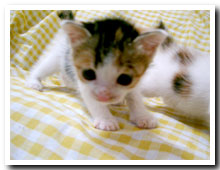 cats
