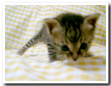cats
