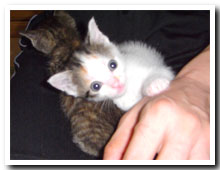 cats
