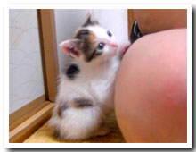 cats