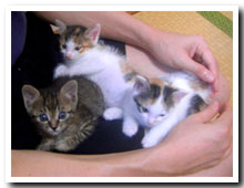 cats