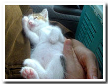 cats