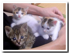 cats