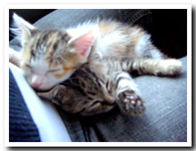 cats