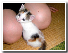 cats