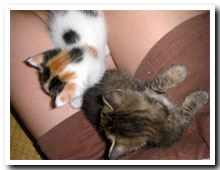 cats