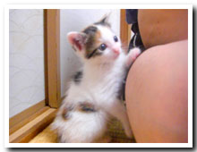cats
