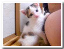 cats