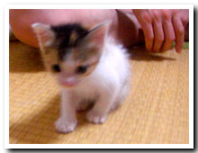 cats